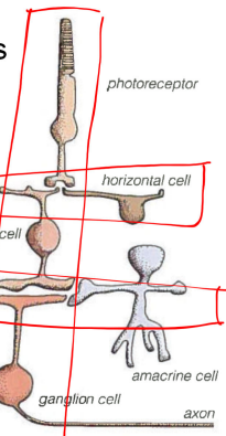 <p>light flows from inner to outer where it first hits photoreceptors; then it transmitted:</p><ul><li><p>direct (verticle) pathway: photoreceptors → bipolar → ganglion</p></li><li><p>lateral processing: horizontal cells and amacrine cells</p></li></ul><p>it is a radial pathway in the retina that transmits signals about light to the brain</p>