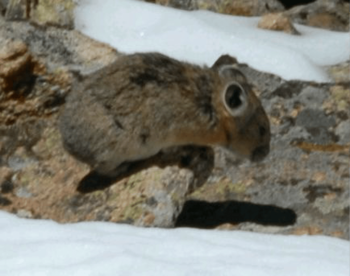 <p>Identify the species shown:</p>