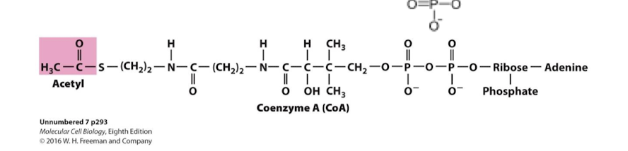 <p>Small, water-soluble metabolite comprising an acetyl group linked to coenzyme A (CoA). The acetyl group is transferred to citrate in the citric acid cycle and is used as a carbon source in the synthesis of fatty acids, steroid, and other molecules. </p><p>Add acetyl by thioester linkage to Coenzyme A. High energy bond for transfer potential. </p>