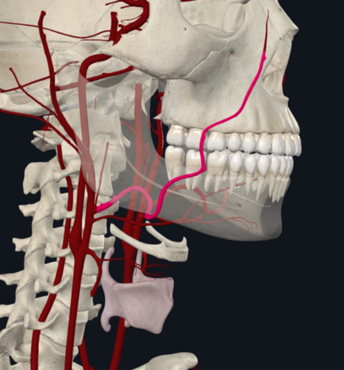 <p>What is the course of the facial artery (anterior) of the external carotid artery</p>