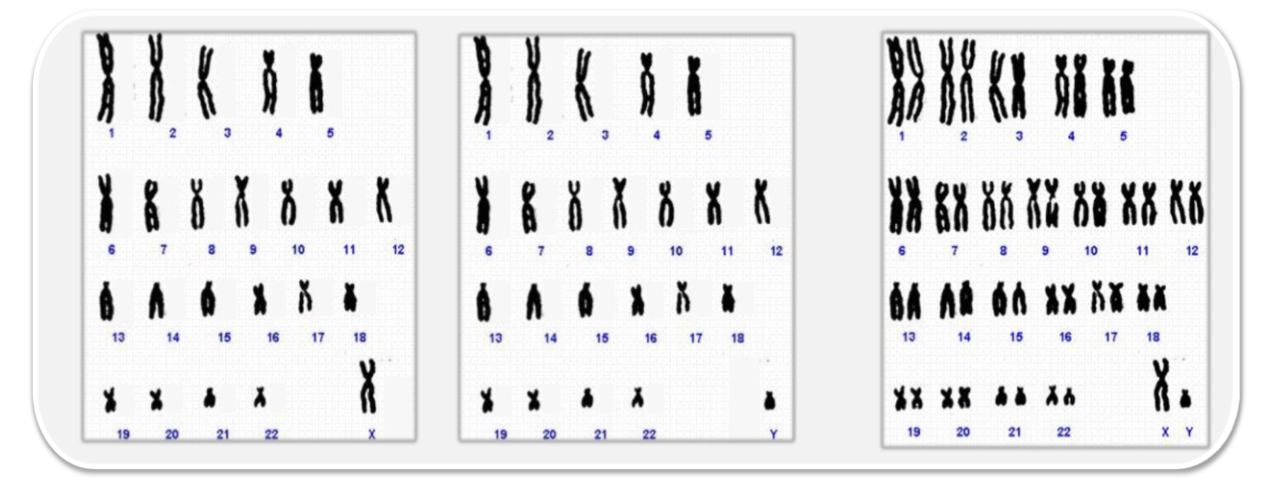 <p>The number of complete sets of chromosomes in a cell.</p><p>Either haploid (1n) or diploid (2n)</p>