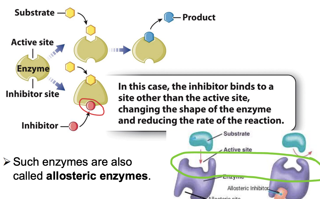 <p></p><ul><li><p><span style="background-color: inherit; line-height: 19.55px; color: windowtext;"><span>active site + allosteric site</span></span></p></li><li><p><span style="background-color: inherit; line-height: 19.55px; color: windowtext;"><span>inhibitor binds with alternative site</span></span><span style="line-height: 19.55px; color: windowtext;"><span> </span></span></p><ul><li><p class="Paragraph SCXO98758187 BCX0" style="text-align: left;"><span style="background-color: inherit; line-height: 19.55px; color: windowtext;"><span>Usually have diff structure than substrate </span></span><span style="line-height: 19.55px; color: windowtext;"><span> </span></span></p></li><li><p class="Paragraph SCXO98758187 BCX0" style="text-align: left;"><span style="background-color: inherit; line-height: 19.55px; color: windowtext;"><span>Binding of inhibitor to enzyme will change shape of enzyme</span></span><span style="line-height: 19.55px; color: windowtext;"><span> </span></span></p><ul><li><p class="Paragraph SCXO98758187 BCX0" style="text-align: left;"><span style="background-color: inherit; line-height: 19.55px; color: windowtext;"><span>Active site also changes</span></span><span style="line-height: 19.55px; color: windowtext;"><span> </span></span></p></li></ul></li><li><p class="Paragraph SCXO98758187 BCX0" style="text-align: left;"><span style="background-color: inherit; line-height: 19.55px; color: windowtext;"><span>Substrate not able to combine with active site</span></span><span style="line-height: 19.55px; color: windowtext;"><span> </span></span></p></li></ul></li></ul><ul><li><p class="Paragraph SCXO98758187 BCX0" style="text-align: left;"><span style="background-color: inherit; line-height: 19.55px; color: windowtext;"><span>Can be influenced by inhibitor</span></span><span style="line-height: 19.55px; color: windowtext;"><span> </span></span></p></li></ul><p></p>