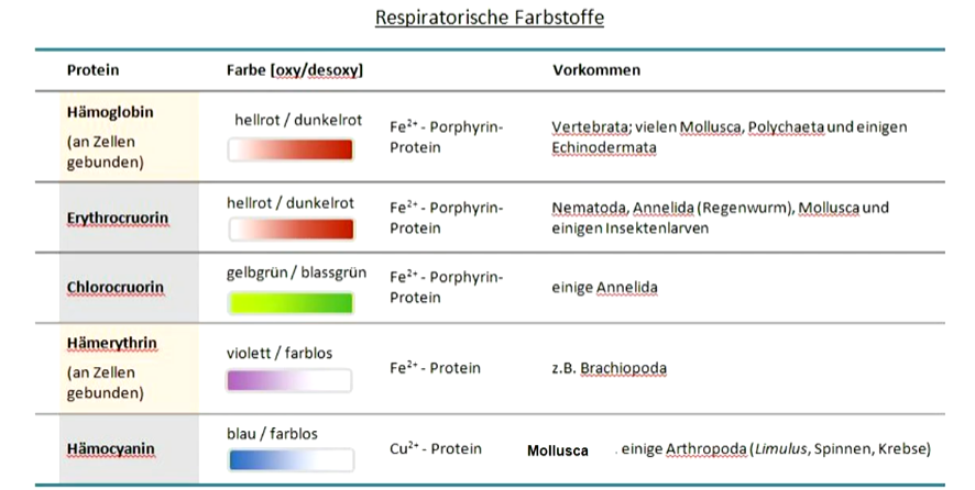 **Respiratorische Proteine** (= Sauerstoff-Transportmoleküle) besitzen aktive Zentren mit Metall-Ionen.

* Sauerstoff-Beladung ändert die Farbe der Moleküle.
* Moleküle können an Blutzellen gebunden (z. B. Hämoglobin) oder in der Körperflüssigkeit (z. B.
  Hämocyanin) gelöst sein.