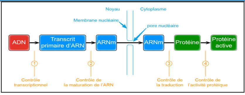 <ol><li><p>Lors de la transcription (Régulation transcriptionnelle)</p></li><li><p>Lors de la maturation du transcrit (Régulation post-transcriptionnelle, quand l’arnm est dans le cytoplasme)</p></li><li><p>Lors de la traduction</p></li><li><p>Lors de l’activation de la protéine mature (Régulation post traduction)</p></li></ol>