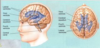 <p>contain cerebral spinal fluid</p>