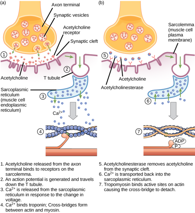 <p>Excitation-contraction coupling</p>