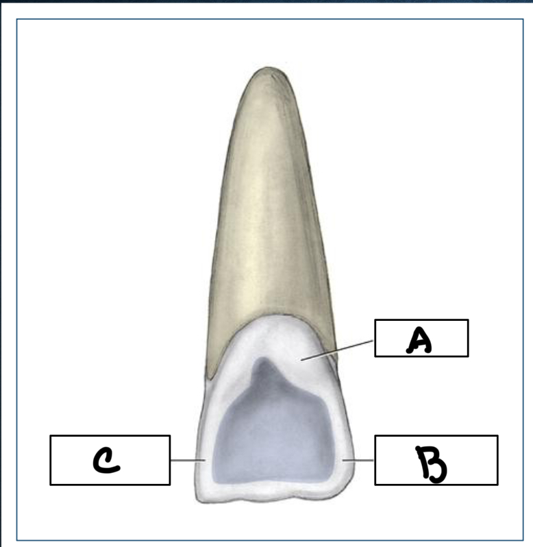 <p>C</p>
