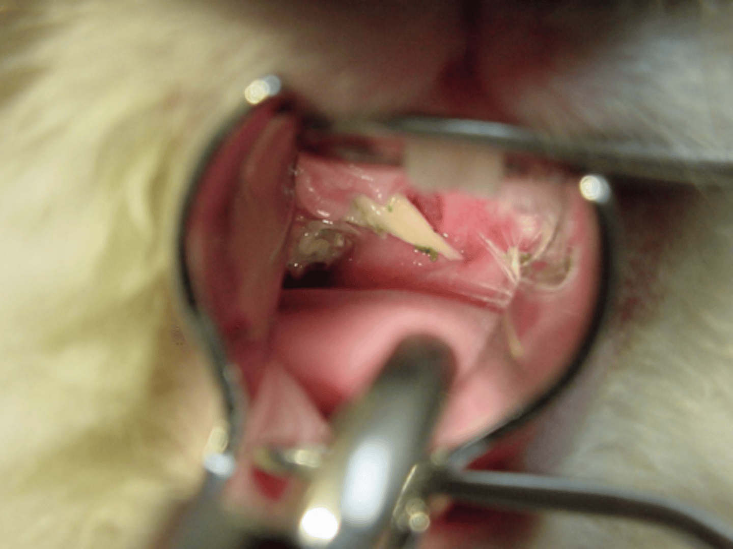 <p>What kind of tooth point/spur is this?</p>