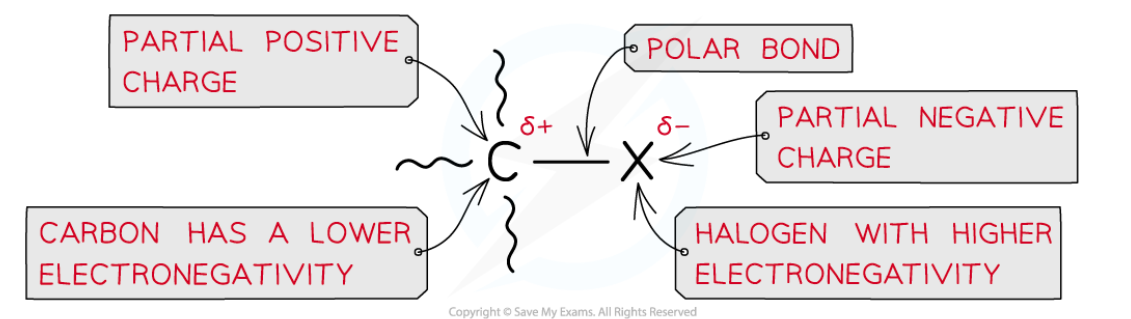<ul><li><p><strong>Halogenoalkanes </strong>are much more reactive than alkanes due to the presence of the <strong>electronegative </strong>halogens</p><ul><li><p>The halogen-carbon bond is polar causing the carbon to carry a partial positive and the halogen a partial negative charge</p></li></ul></li></ul><p></p>