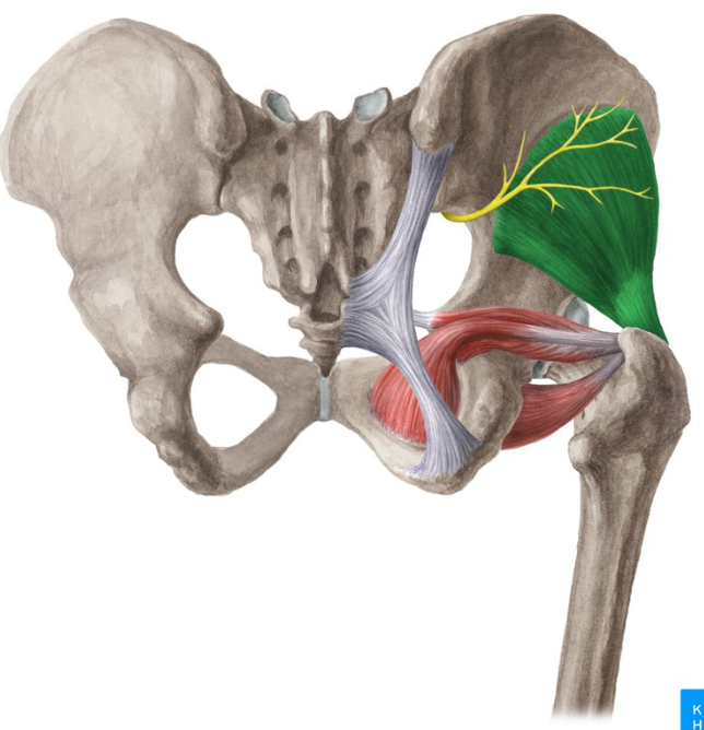 <p>origin(s): lateral surface of ilium</p><p>insertion(s): anterior surface of greater trochanter</p>