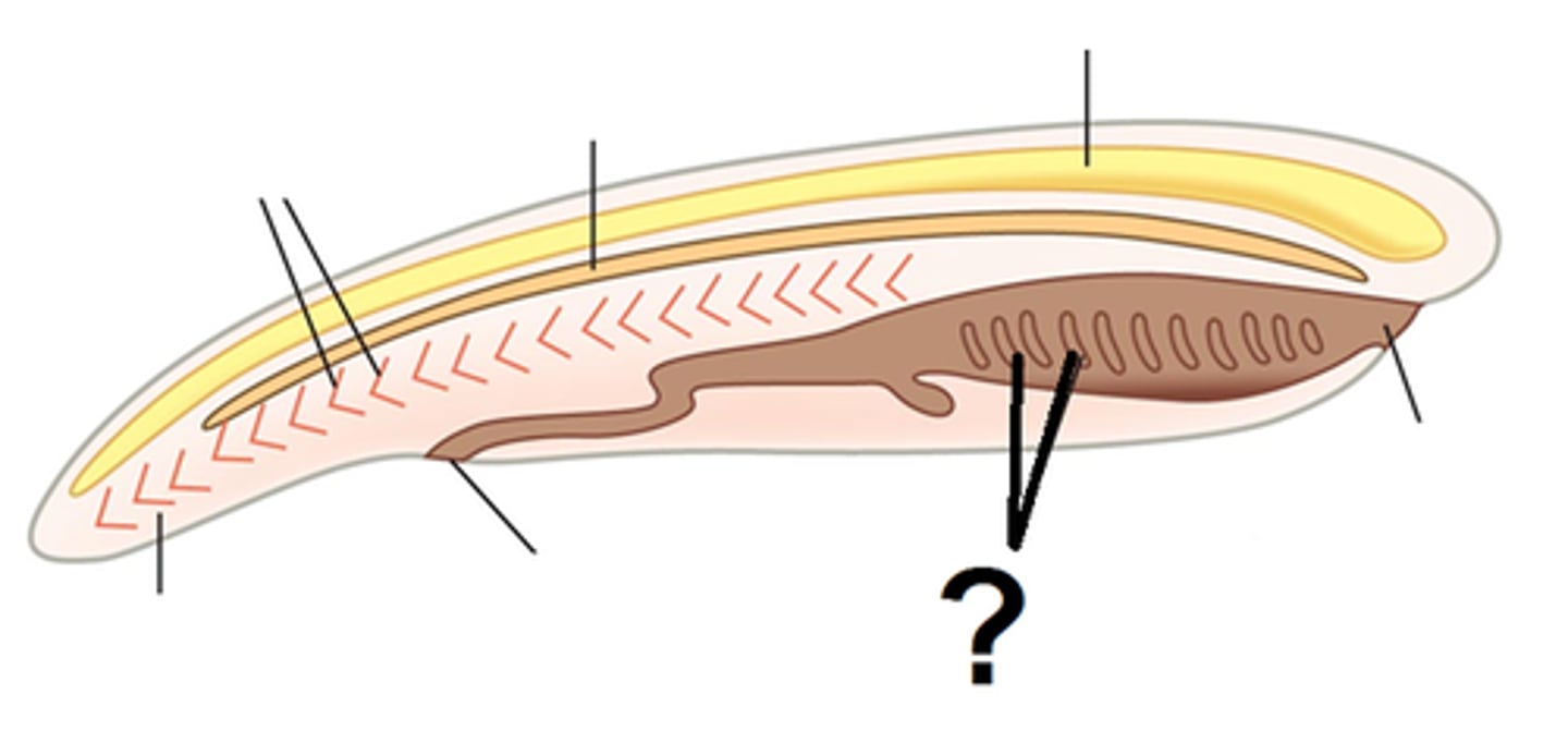 <p>In the pharynx, used for Filter feeding and in some cases, respiration.</p>