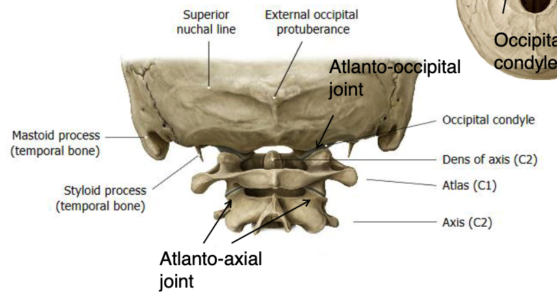 <p>atlanto-axial joint</p>