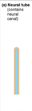 <p>posterior side of the neural tube</p>