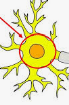 <p><strong>Neurons + synaptic transmission</strong></p><p>What’s a Cell body/stoma?</p>