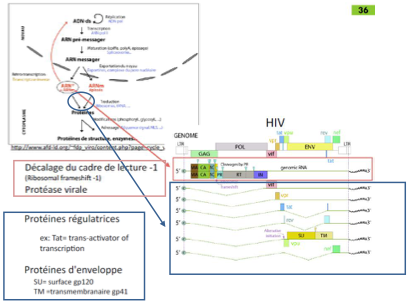 <p><span>– Le </span><strong>ribosome recule d’un nucléotide</strong><span>, ce qui </span><strong>change le cadre de lecture</strong><span>.</span><br><span>– Cela permet la traduction des </span><strong>protéines POL</strong><span> : RT, intégrase et protéase.</span></p>