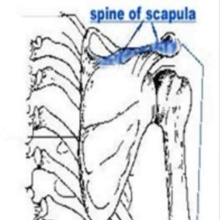 <p>cat #1 / sharp, slender often pointed project / scapular spine</p>