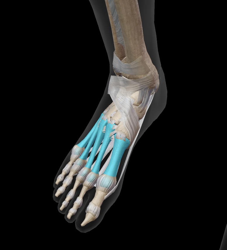 <p>long bones of the foot (numbered I-V based, I being the “big toe”)</p>