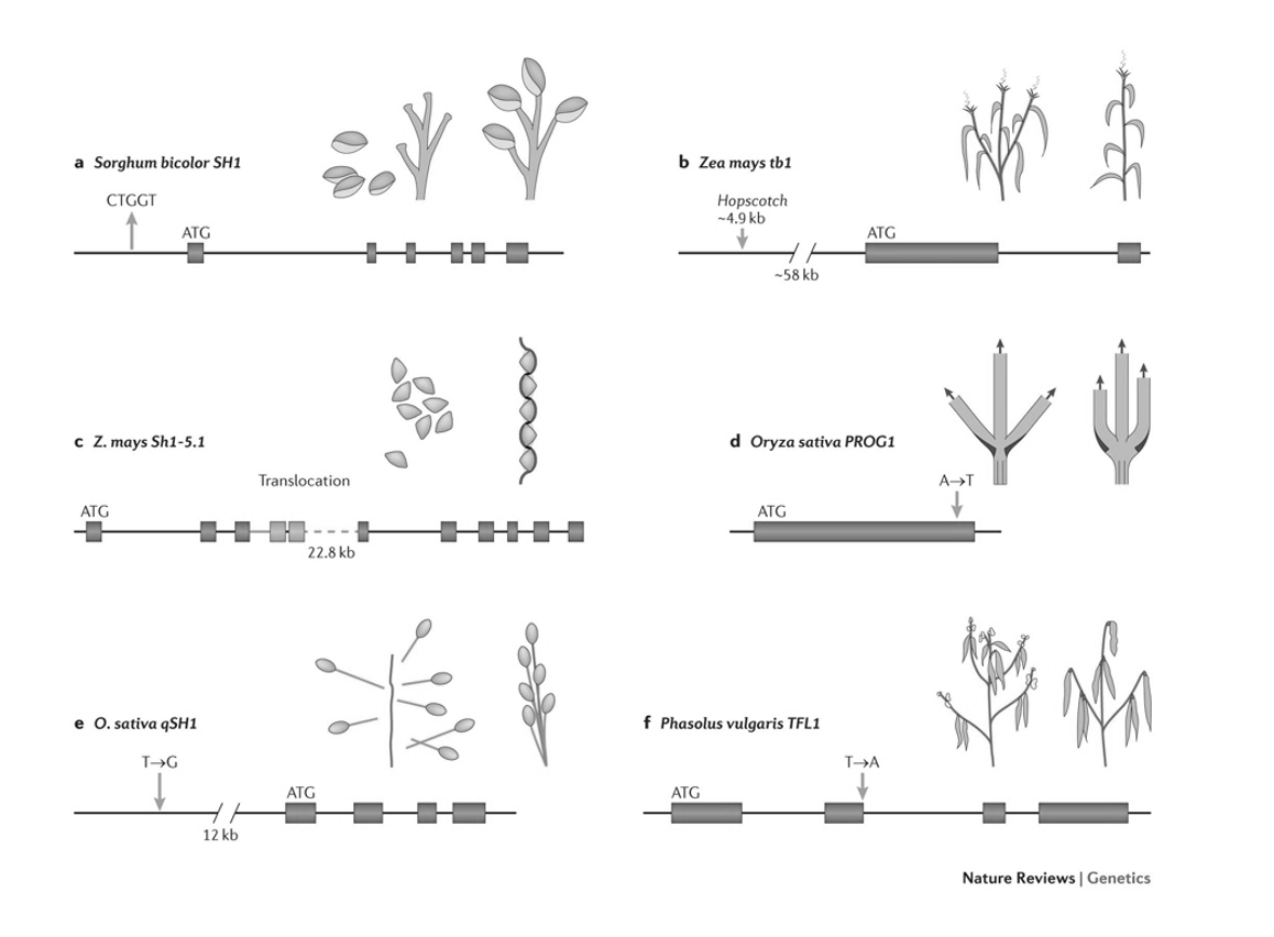 <ol><li><p>Branching→ teosinte branched 1 in Maize</p><ul><li><p>also in: millet and barley</p></li></ul></li><li><p>Seed shattering→ YABBY transcription factor called <em>shattering1</em></p><ul><li><p>mutated → suppression of abscission zone</p></li><li><p>or translocation and fusion with another gene→ inactivation</p></li><li><p>In Maize <strong>and </strong>minor contributer in rice</p></li></ul></li><li><p>Glutinous Grains (large amounts of amylopectin)→ <em>Waxy</em> gene</p><ul><li><p>Mutation→ glutinous</p></li><li><p>In Rice <strong>and</strong> in millet and Barley</p><ul><li><p>Independent mutation in the waxy gene</p></li></ul></li></ul></li><li><p>Colour→ loss of colour is common because seed coat colour can delay germination</p><ul><li><p>MYB transcription factor e.g in grapes </p><ul><li><p>mutation= red→white (stops anthocyanin genes)</p></li></ul></li><li><p>MYB <strong>also</strong> in Amaranthus</p><ul><li><p>distant relative</p><p>→ also mutations in MYB that controls anthocyanin production</p></li></ul></li></ul></li></ol><p></p>