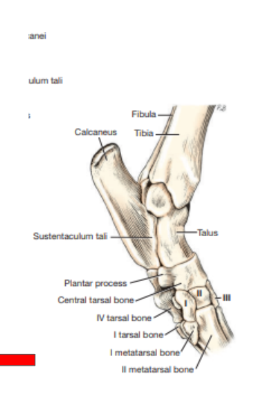 <p>What view of the tarsaus/metacarpus/hindpaw is this?&nbsp;</p>