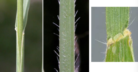 <p>A cool-season grass with a short ligule and a hairy sheath.</p>