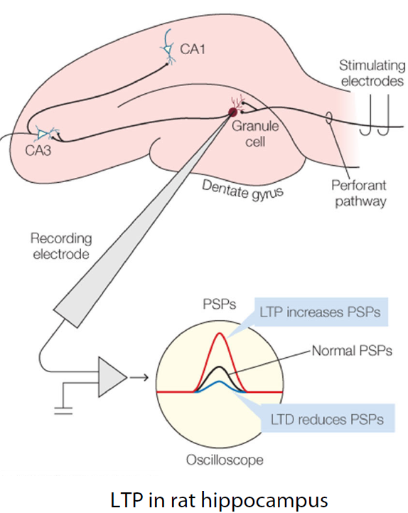 <p>• can happen after one burst (”one-shot learning” possible) and can last for weeks </p>
<p>• associative: weak inputs are potentiated when co-occurring at the same target neuron with strong inputs (and inputs become associated)</p>