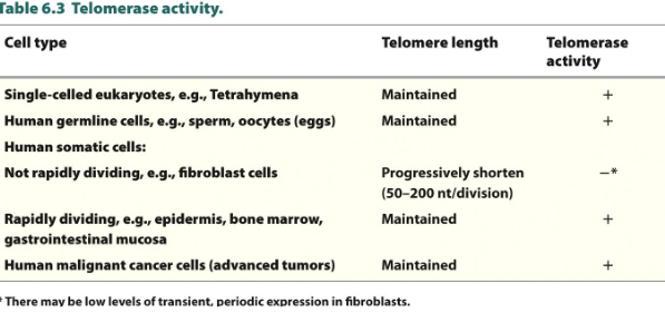 <ul><li><p>telomerase Has<strong> HOUSEKEEPING function</strong>- in most unicellular organisms</p></li><li><p><strong>Progressive shortening of telomeres</strong></p><ul><li><p>in most human somatic cells not enough <strong><u>telomerase is expressed to maintain length</u></strong></p></li></ul></li><li><p><strong>High levels of telomerase activity in ovaries, testes, rapidly dividing somatic cells, and cancer cells.</strong></p></li></ul><p></p>