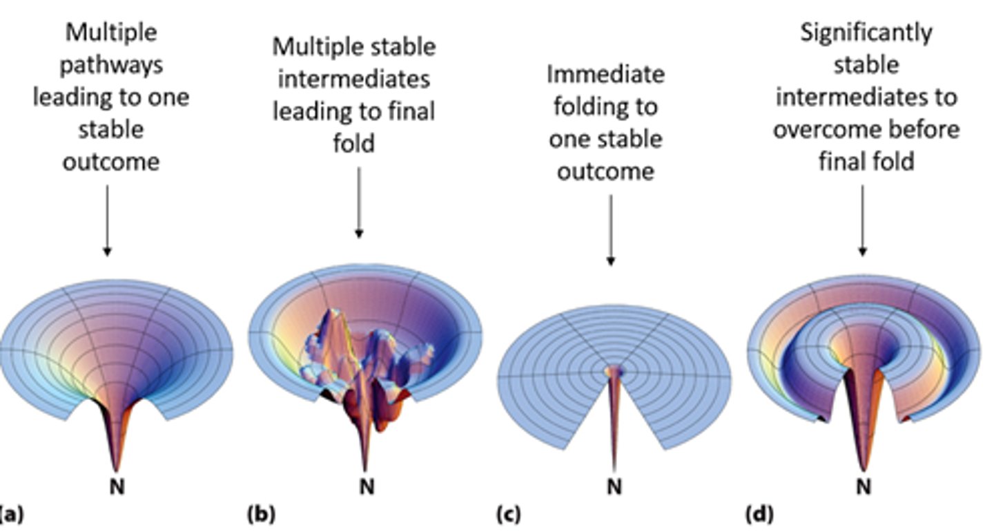 <p>funnel of free energy</p>