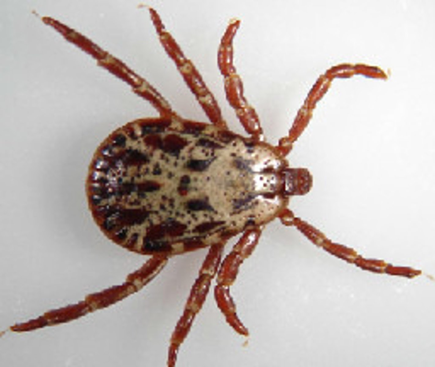 <p>d) Dermacentor</p>