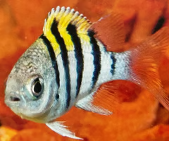 <p><span><span>juvenile or adult?</span></span></p>