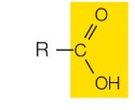 end of molecules, can donate its hydrogen, at neutral pH