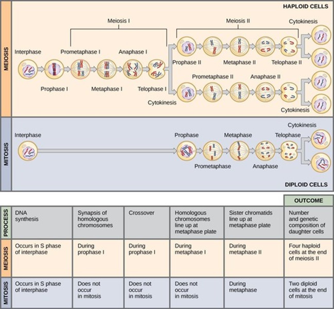 <p>Cell division producing gametes with half chromosomes.</p>