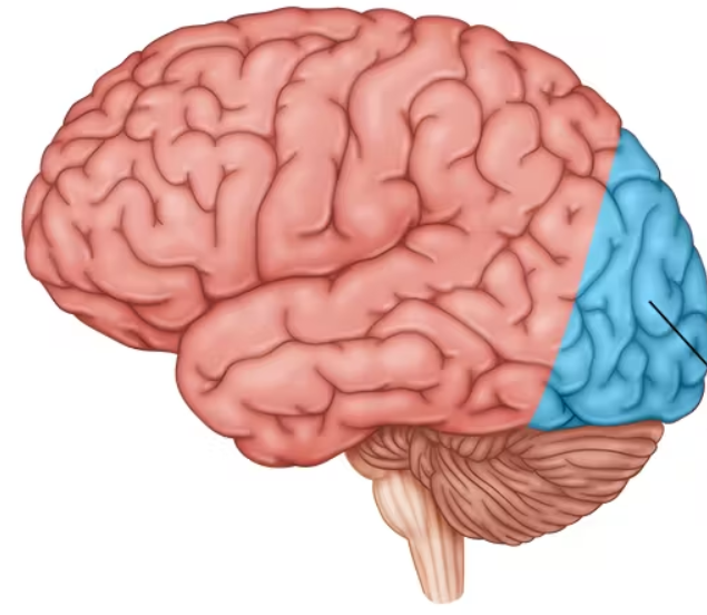 <ul><li><p><span>located at the very back of brain, farthest from eyes</span></p></li><li><p><span>however, one major function is to interpret messages from eyes into visual cortex.</span></p></li><li><p><span>impulses from right half of each retina are processed in the visual cortex of the left side, and vice-versa.</span></p></li></ul><p></p>