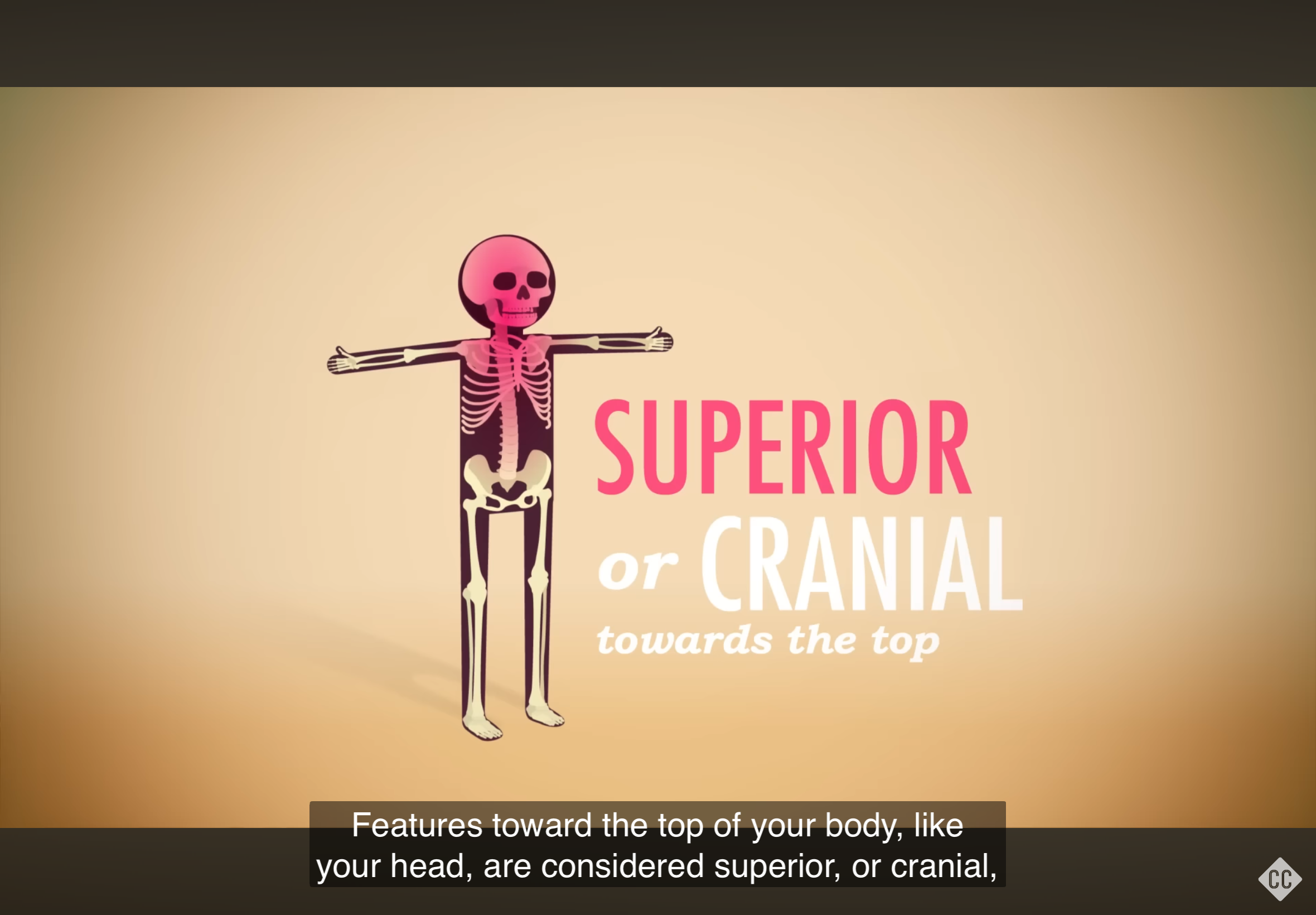 <p>Refers to a position above or higher than another part of the body.</p>