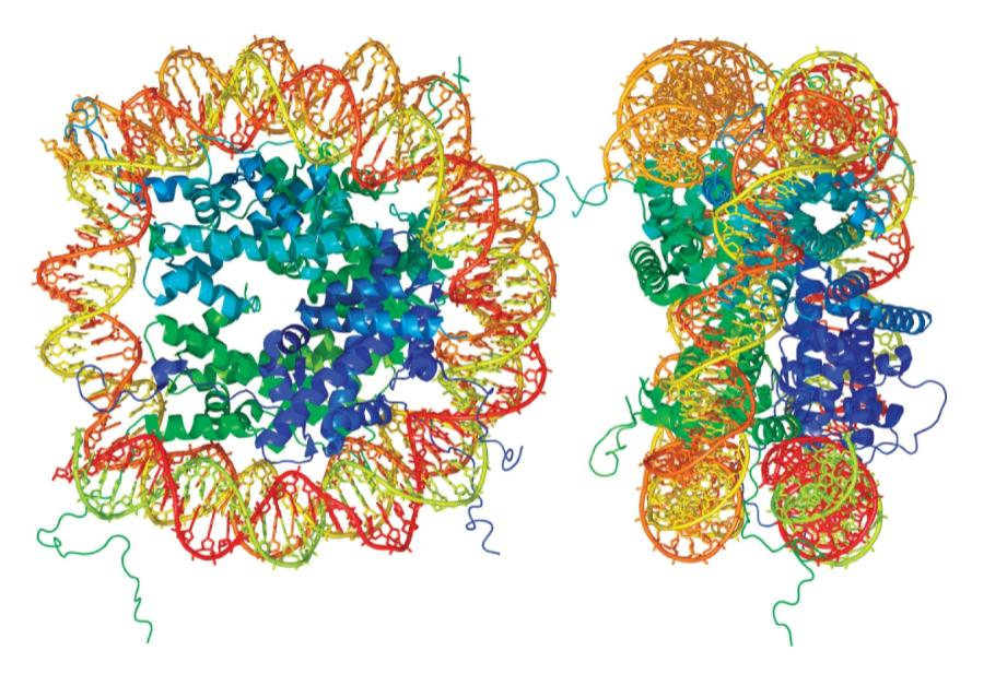 <ul><li><p>repeating structural unit within euk chromatin</p></li><li><p>composed of double-stranded segment of DNA wrapped around an octamer of histones</p></li><li><p>histone octamer composed of 2 copies each of 4 different histone proteins</p></li><li><p>146 bp of DNA make 1.65 negative superhelical turns around octamer</p></li></ul><p></p>