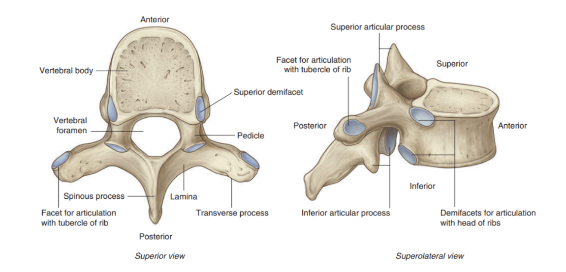 <p>There are 12 thoracic vertebrae, each of which is characterized by articulaions. with ribs — Typical thoracic vertebrae —</p><ul><li><p>Heart-shaped vertebral body, with roughly equal dimensions in the transverse &amp; anteroposterior directions, and a long spinous process</p></li><li><p>Vertebral foramen — generally circular</p></li><li><p>Broad laminae overlapping with those of vertebra below</p></li><li><p>Superior articular processes are flat, with their articular surfaces facing posteriorly, while inferior articular processes project from the laminae and their articular facets face anteriorly</p></li><li><p>Transverse proesses are club shaped and project posterolaterally</p></li></ul>
