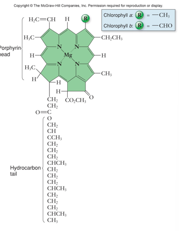 <ul><li><p>porphyrine ring (rol in fotosyntese en transport O<sub>2</sub>)</p><ul><li><p>complexe ringstructuur met dubbelle en enkele bindingen</p></li><li><p>magnesium ion centraal</p></li></ul></li><li><p>fotonen exciterenn electronen in de ring</p></li><li><p>electronen kunnen de ring verlaten</p></li></ul><p></p>