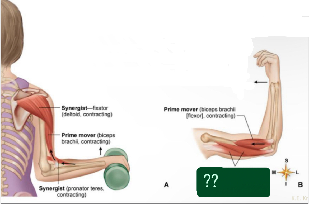 <p>What muscle?</p>