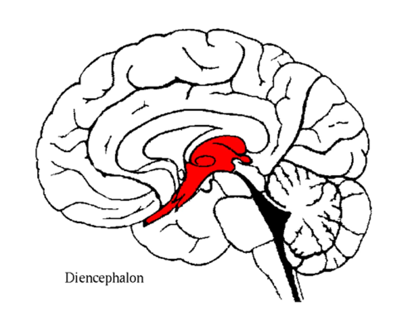 <p>Zwischen dem Großhirn (Telencephalon) und dem Hirnstamm.</p>