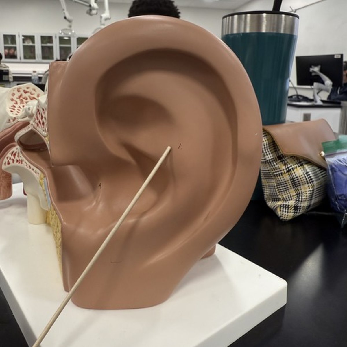 <p>What is this structure?</p>