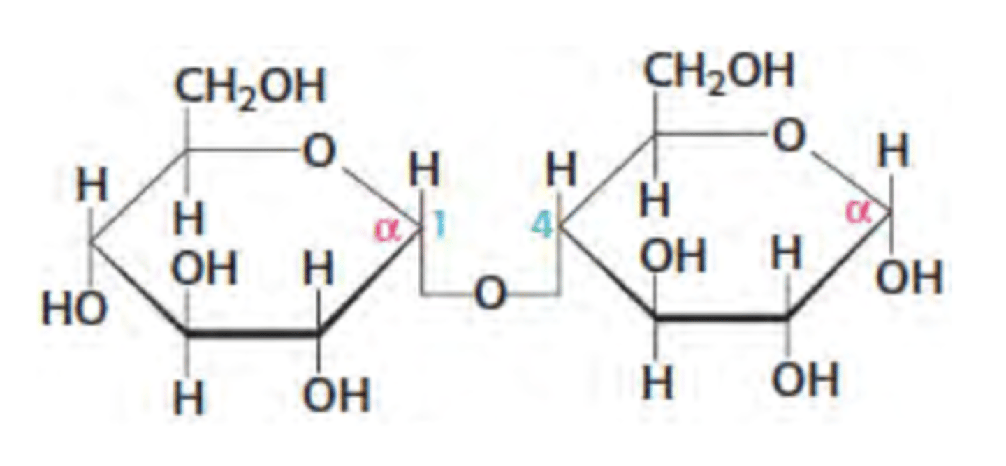 <p>glucose + glucose with alpha glycosidic bond</p>