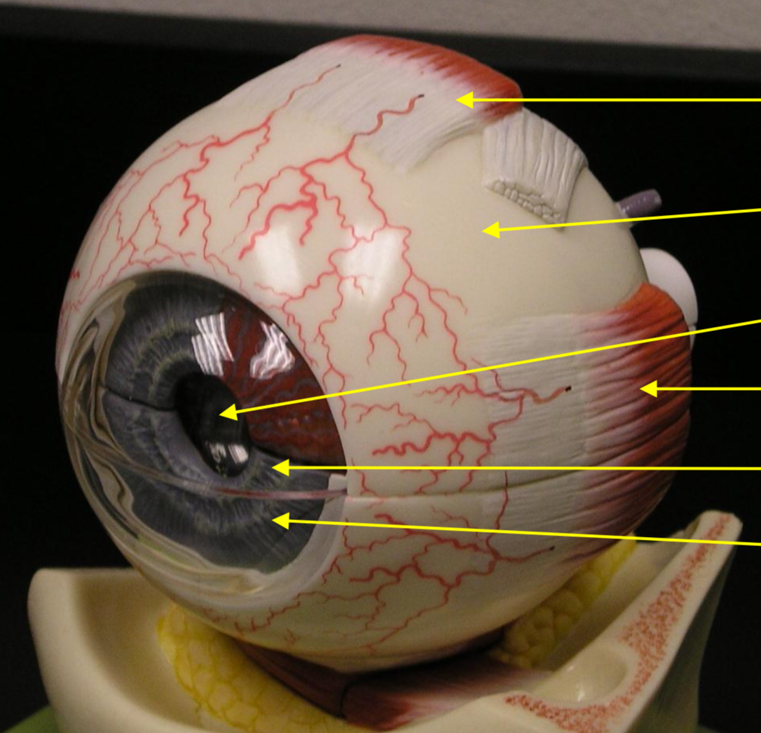 <p>What is arrow 1 (top) </p>