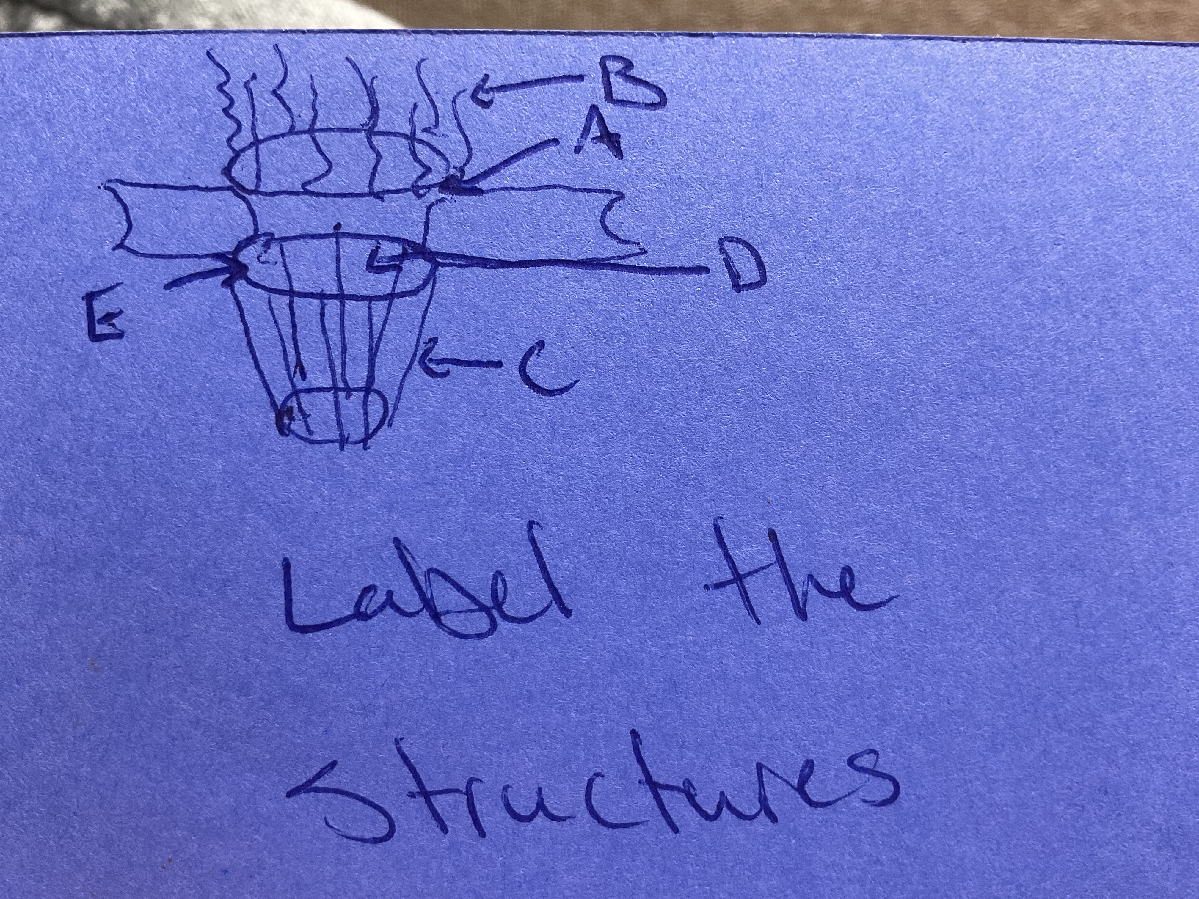 <p>Label the structures</p>
