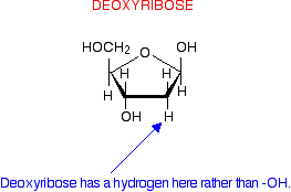 <p>-no OH attached to carbon 2</p>