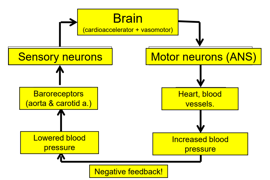 <p>Feedback Loop for Baroreceptor</p>