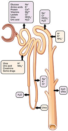 <p>Reabsorption Part 4 </p>