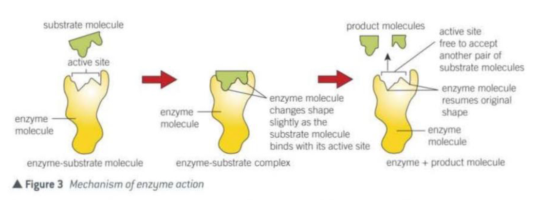 <ul><li><p>The substrate approaches the enzymes active site.</p></li><li><p>As the substrate begins to bind, the enzyme slightly changes shape of its active site to better fit the substrate.</p></li><li><p>The enzyme is flexible.</p></li><li><p>With the substrate now in its right orientation, the enzyme can catalyse the reaction.</p></li><li><p>Then, the products are released and the enzyme returns to its original shape.</p></li></ul>