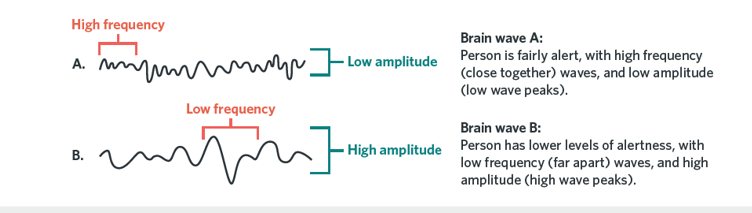 <ul><li><p>The number of brain waves that occur per second</p></li></ul><p></p>