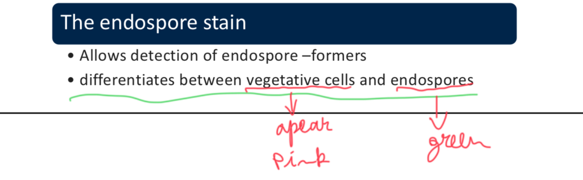 <p>Endospore stain (uses heat to drive the dye malachite green into endospore)</p>