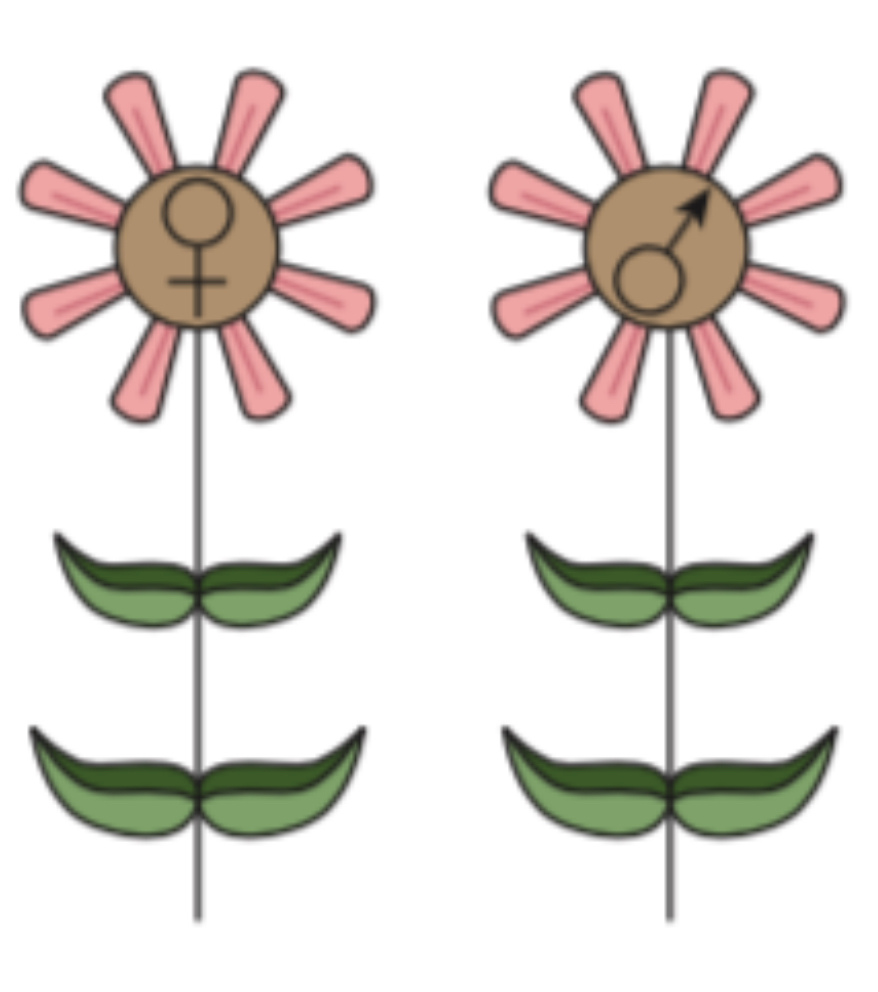<p>Identify the type of plant and what it signifies</p>