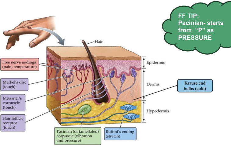<ol start="3"><li><p>Pacinian corpuscles</p></li></ol><p></p><p><span><strong>Rationale:</strong> Pacinian corpuscles are responsible for pressure and vibration sensory modalities. Krause end bulbs are responsible for cold sensation. Meissner corpuscles consist of a cutaneous nerve ending responsible for transmitting the sensations of fine, discriminative touch and vibration. Ruffini endings are responsible for heat sensation. Golgi tendon organs are sensitive to muscle contraction force. Summary: Pacinian corpuscles are responsible for pressure and vibration sensory modalities. Krause end bulbs are responsible for cold sensation. Golgi tendon organs are sensitive to muscle contraction force. Ruffini endings are hot sensation</span></p>
